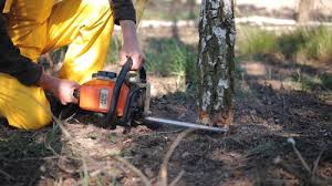 How Our Tree Care Process Works  in  New Square, NY