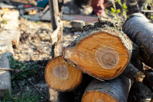 New Square, NY Tree Care Company