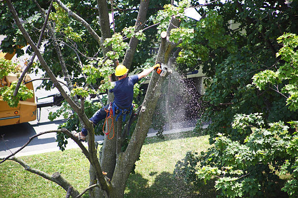 Trusted New Square, NY Tree Care Experts