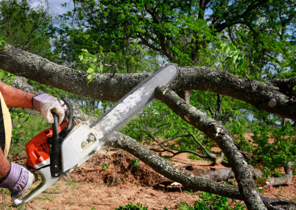 How Our Tree Care Process Works  in  New Square, NY